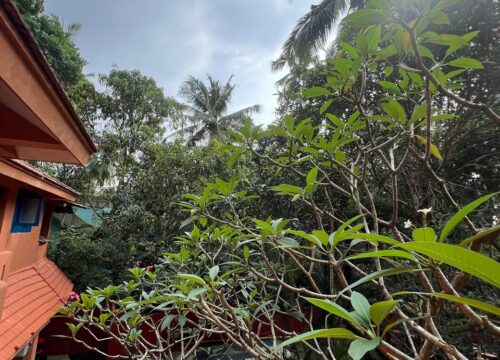 Why Staying at a Kerala Homestay Beats Any Luxury Hotel